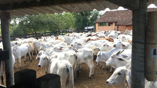 Fazenda em Araruama / RJ